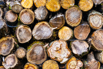 A pile of stacked firewood. Deforestation background