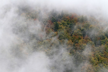 Wolken imWald