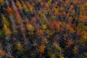 Cherry tree plantation with fall colors Cirueña, Autumn, La Rioja, Spain, Europe