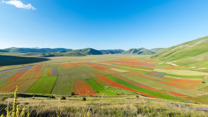Fields colored by the flowering of lentils at Castelluccio of Norcia