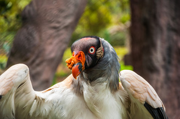 King vulture on a close up shot