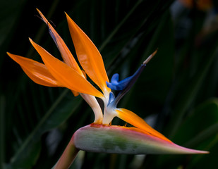 Bird of Paradise