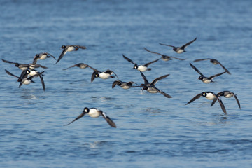 Gągoł Bucephala clangula