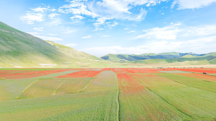 Fields colored by the flowering of lentils at Castelluccio of Norcia