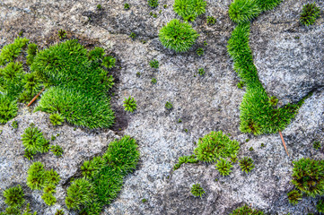 Vibrant green moss on a gray rock as a nature background