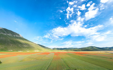 Fields colored by the flowering of lentils at Castelluccio of Norcia