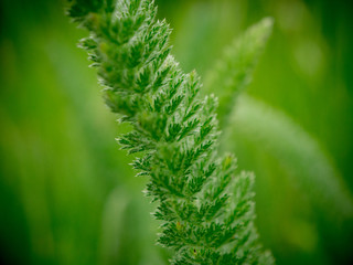 Yarrow in forest green grass field. Abstract close up view.