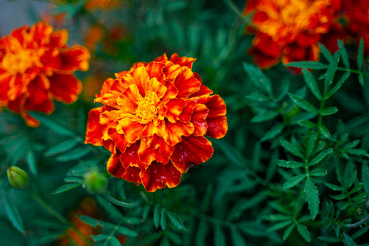 Tagetes patula background. French marigold bloom flowers