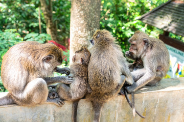 Monkey family taking care about each other together, catching fleas from the fur. Animals sitting on the rock on monkey forest sanctuary Ubud, Bali. Popular tourist destination to visit.