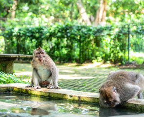 Close up photo of two macaque monkeys: one is drinking water from small pool and other wait until it ready