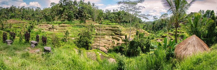 Fototapeta na wymiar Panorama view at tropical valley with dried yellow rice stepped terraces after the autumn harvest, a lot of palm trees - winter time, rain season.