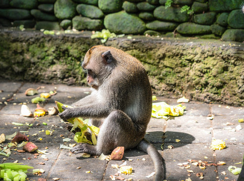Close up photo of monkey macaca eating corn (maize)