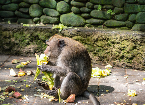 Close up photo of monkey macaque eating corn (maize). Bali