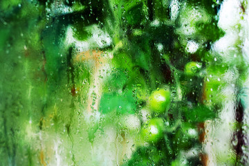 Growing green tomatoes through the misted and wet glass of a greenhouse.