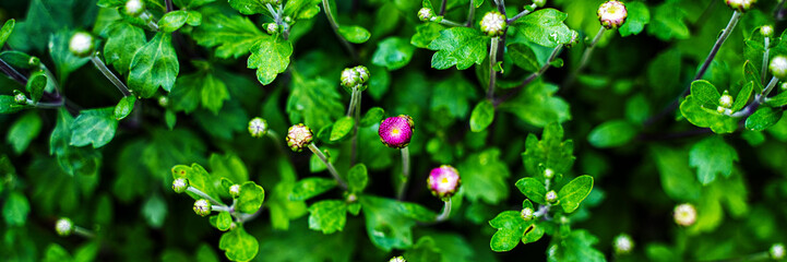 closed flower buds background. Plant texture