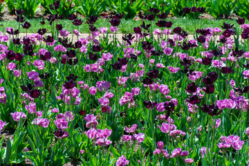Beautiful macro of tulips in the garden. Bulbs are a sure sign of spring.