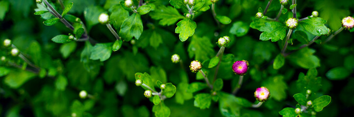 closed flower buds background. Plant texture