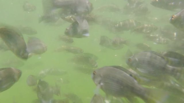 Fish Tilapia
