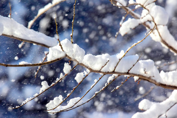 branches of trees covered with snow in winter