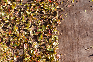 Natural Leafs in the Fall Season