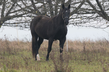Pferd