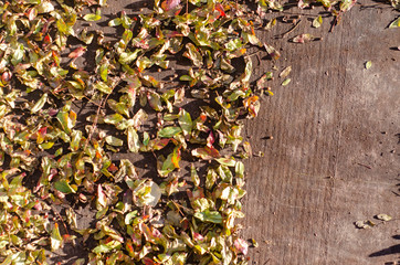 Natural Leafs in the Fall Season