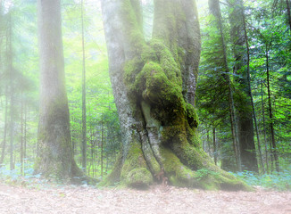 trees with moss in midnight