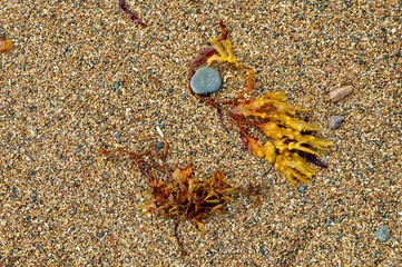 Algues sur la plage, Bretagne