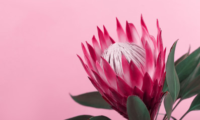 Blooming Pink Protea Plant over pastel background. Valentine's Day gift