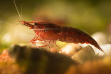 Garnele