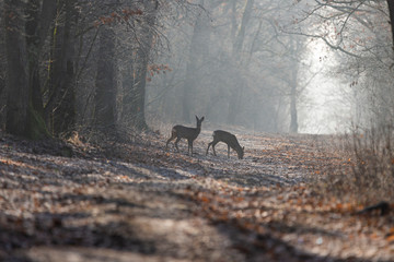 Roe deers in the forest