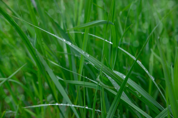 Background for banner with green grass. The texture of the grass. Spring and summer background for a banner with grass