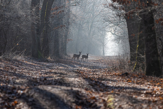 Roe deers in the forest