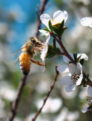 Biene auf Manukablüte Neuseeland