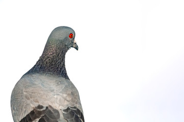 Portrait of a rock pigeon against white background