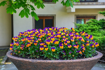 Fototapeta na wymiar Viola tricolor pansy, flower bed bloom in a natural outdoor setting and a natural light in the garden.