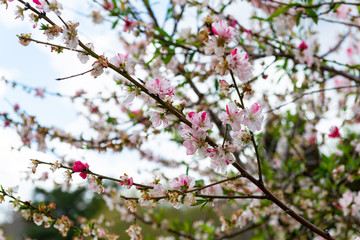 Japanese Garden, Flower Festival in Toowoomba, QLD, Australia.