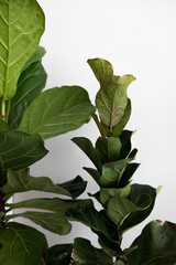 Ficus lyrata