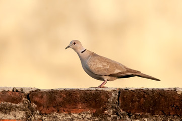 A collared dove sitting on a wall