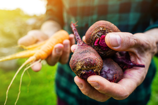 Carrots and beets in the man farmer hands in a green plaid shirt