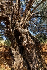 Trunk of an olive tree.
