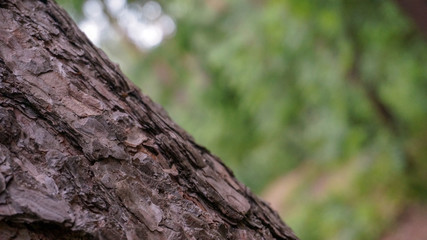 Green nature in the forest