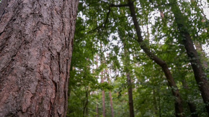 Obraz premium Green nature in the forest