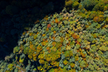 Forest in autumn in the Tobía River Valley,  La Rioja, Spain, Europe