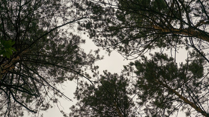 Green nature in the forest
