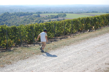 little boy walking in the vineyards