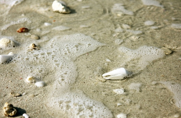 Small shells on a sandy beach.