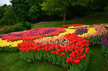Flower bed of beautiful multicolored tulips, during the season of spring