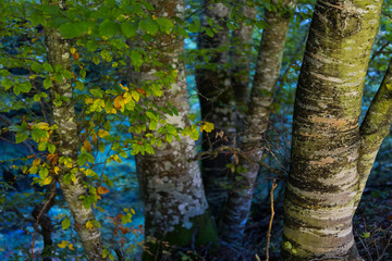 Beech forest, Forest in autumn in the Tobía River Valley,  La Rioja, Spain, Europe