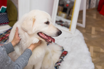 Cute funny dog have fun at home. a cute dog Maremma and abruzzes sheepdog